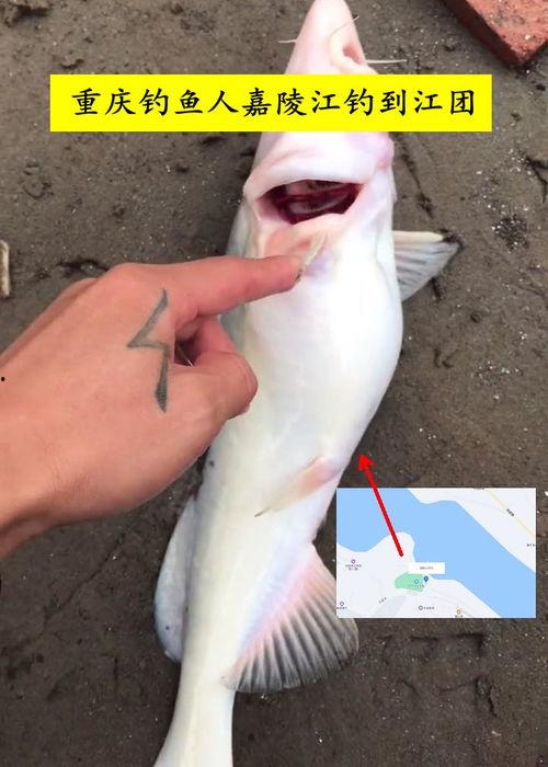 钓鱼人卷毛爆料视频播放,揭秘钓鱼技巧与乐趣